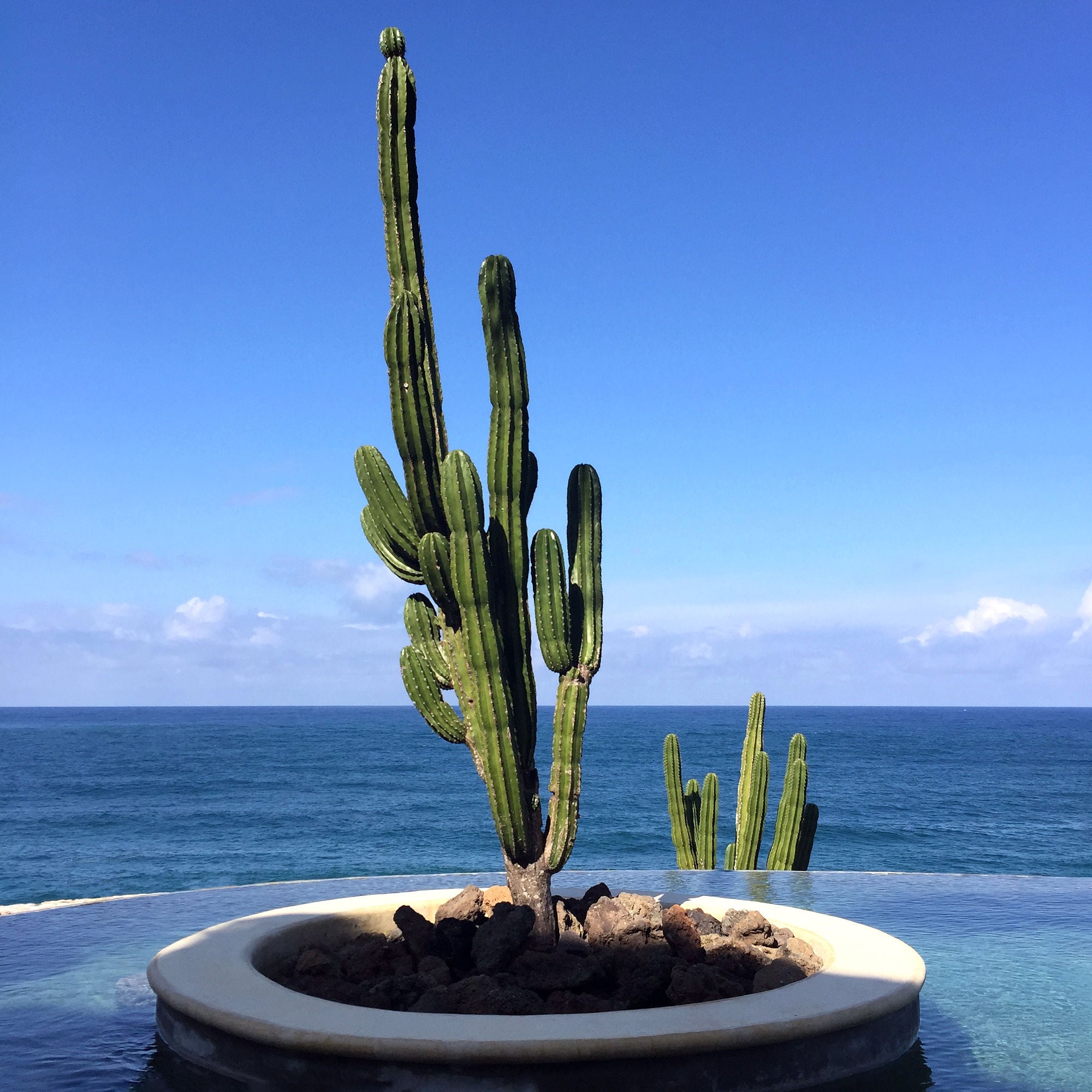 Tall cactus plant overlooking the ocean under a clear blue sky.
