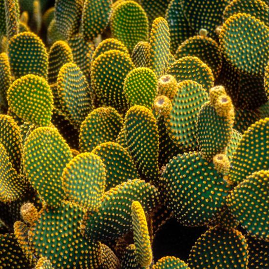 Four varieties of cacti including nopal, prickly pear, and saguaro on neutral background