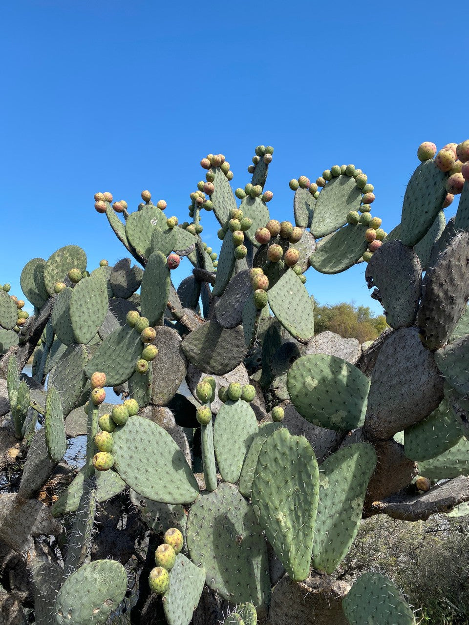 Nopal cactus paddle being harvested sustainably in a Mexican farm