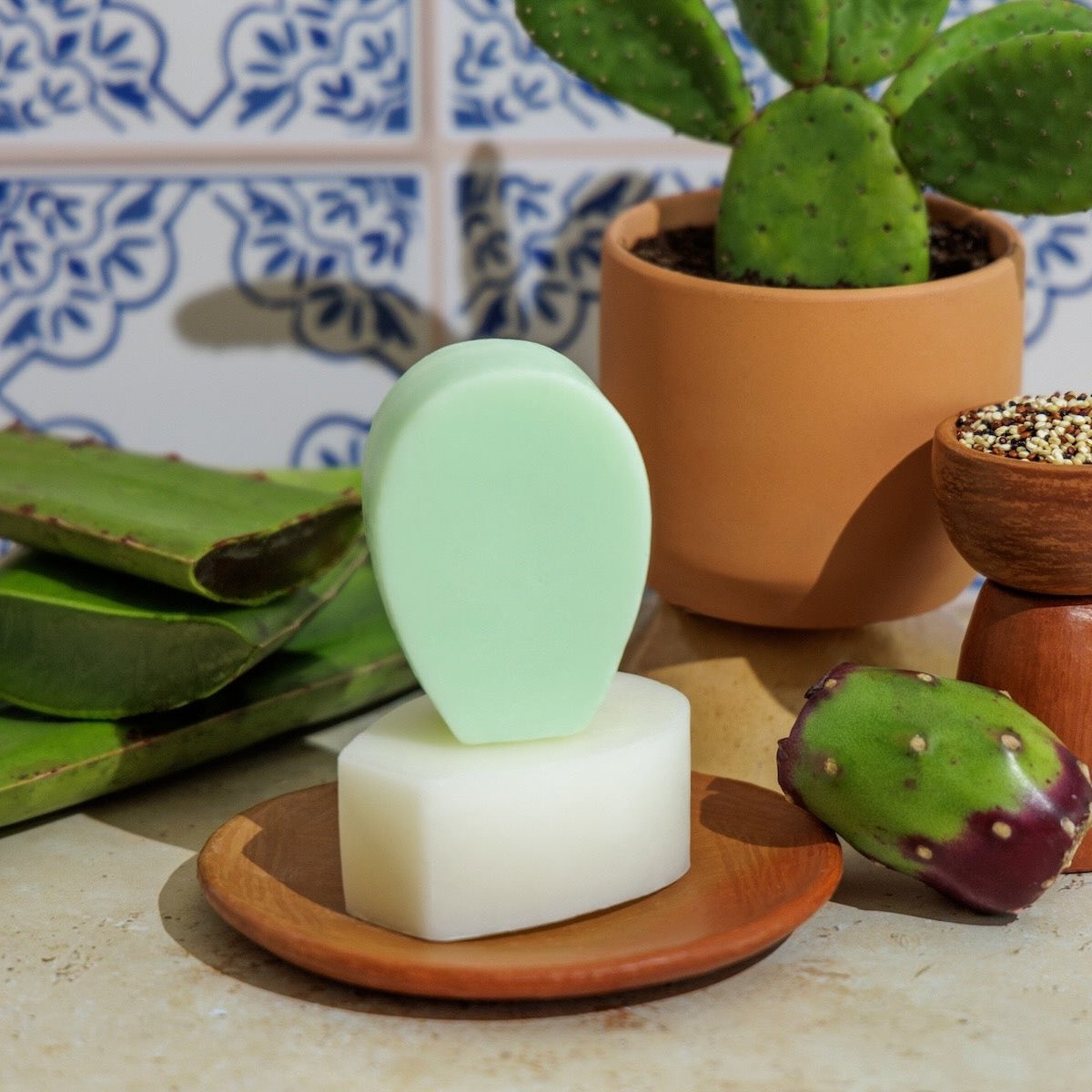Nopalera shampoo and conditioner bars displayed with cactus plants and aloe leaves